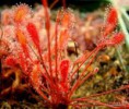 /album/fotogaleria-drosera/images-8-jpg/